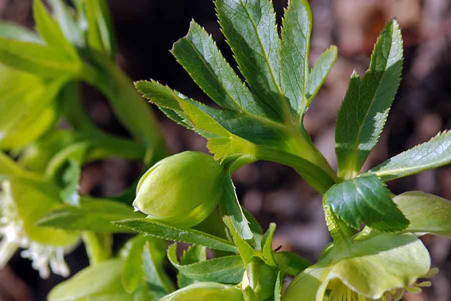 Helleborus viridis  / Elleboro verde